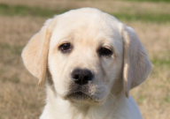 新手養拉布拉多還是柯基（哪個好養）